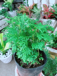 Cây Dương Sỉ Kiểng