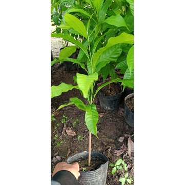 Vú sữa hoàng kim 10 cây chuẩn giống 100%