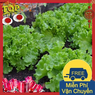 Combo 2 Gói Hạt Giống Xà Lách Xoăn Xanh
