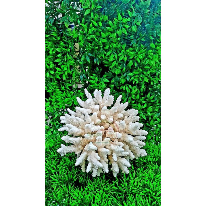 San hô bông trang trí hồ cá