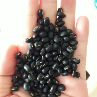 Đậu đen xanh lồng nhà trồng