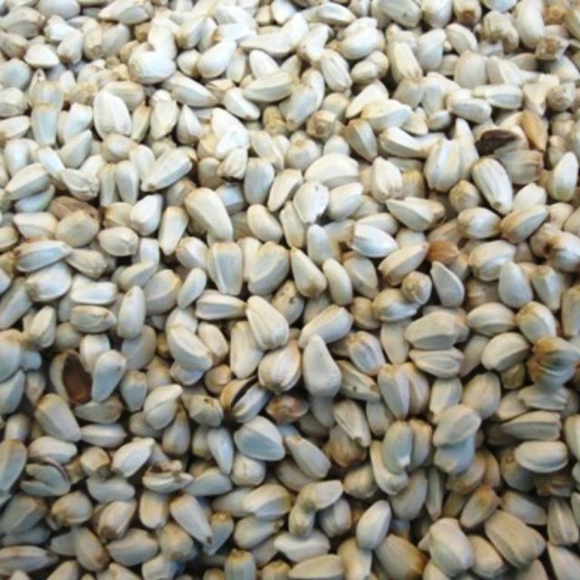 1KG Hạt Kham Cho Gà Đá Hướng Dương Trắng Cho Vẹt Hạt Kham Cho Vẹt Hướng Dương Trắng Cho Gà Đá