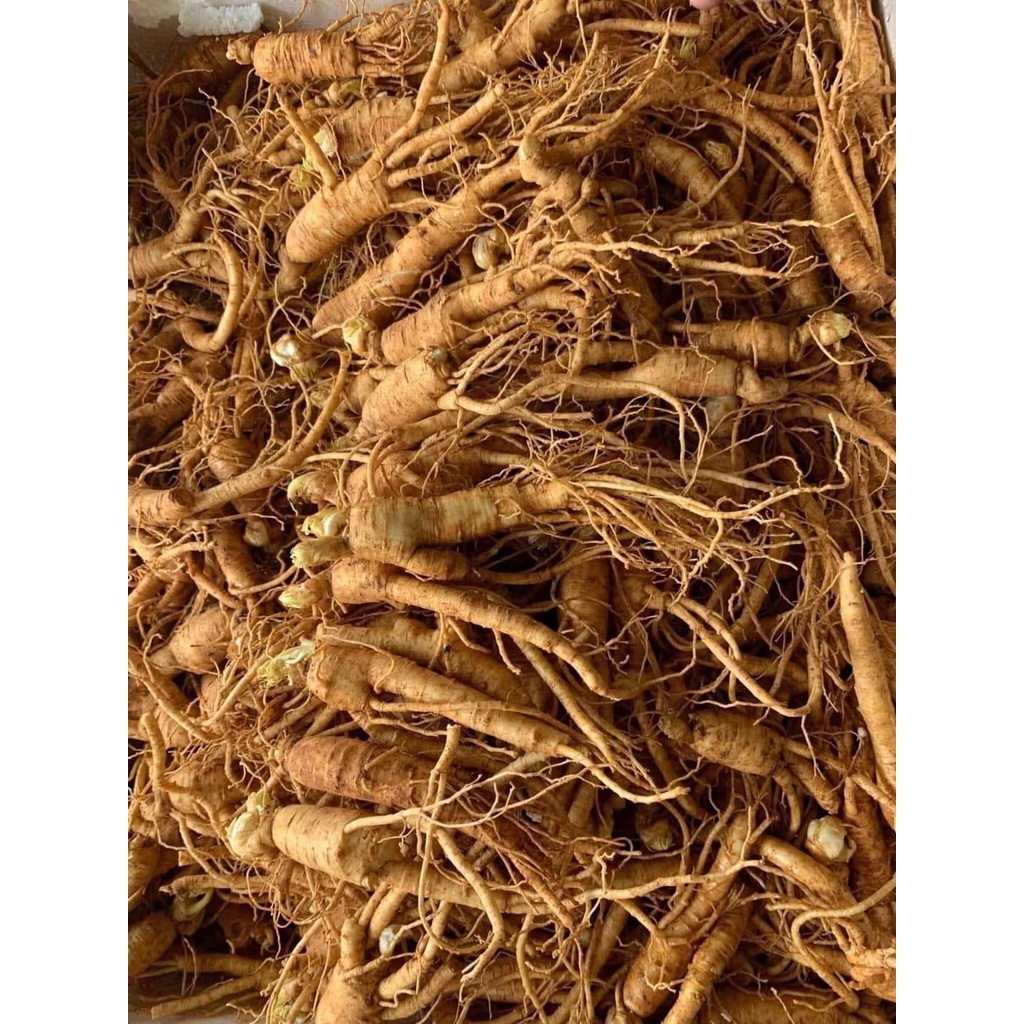 1Kg Sâm trường bạch mầm
