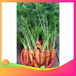 Hạt giống cà rốt f1 - 200 hạt vietgar