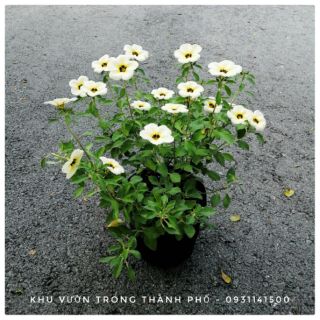 CÂY ĐÔNG HẦU TRẮNG