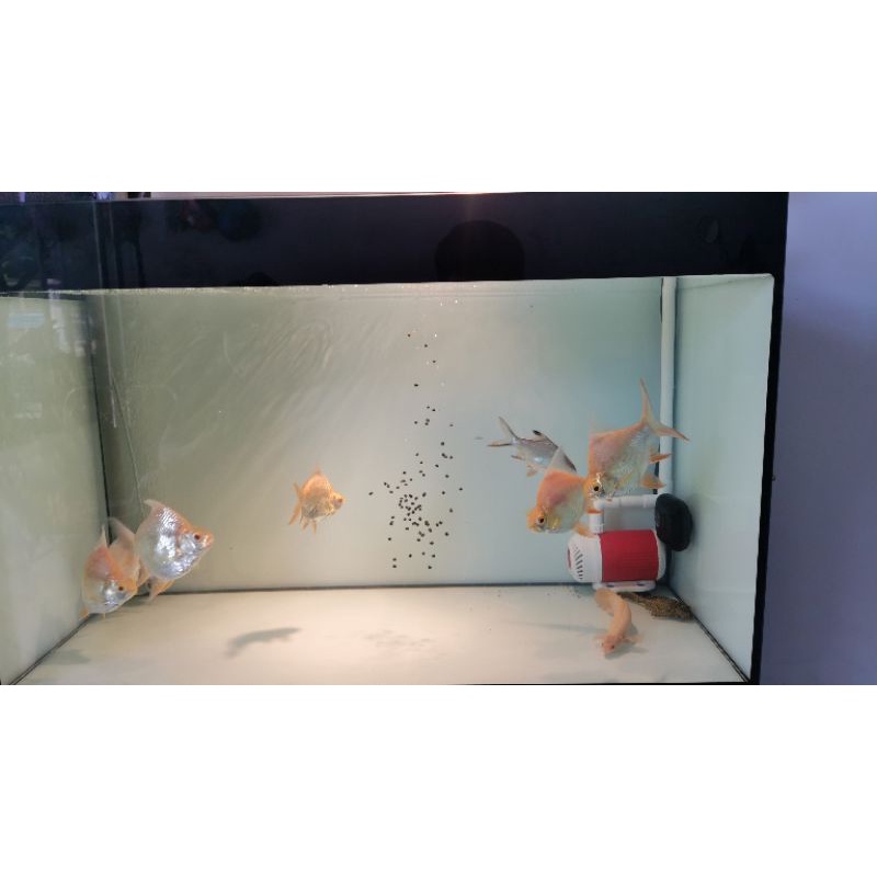 Cám chìm CS4 cho cá két, red parrot protein động vật 44%,500gram