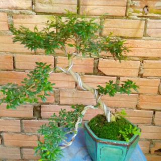 Linh Sam bonsai