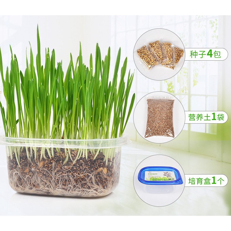 Kit Cỏ Mèo / Catnip Tự Trồng Tại Nhà Siêu Tiện Lợi Tốt Cho Tiêu Hóa Mèo