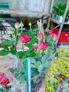 Chậu hoa hồng
