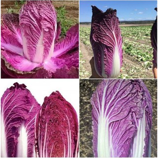 Hạt giống rau cải thảo tím Nhật Bản - 1 gói 10 hạt