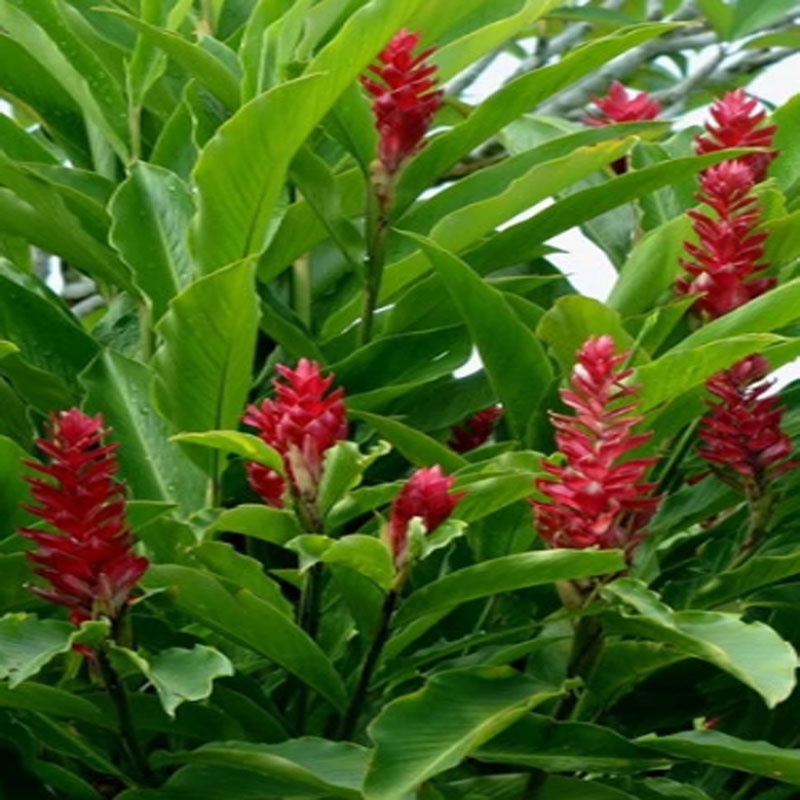 Cây hoa hạnh phúc - cây cảnh trong nhà