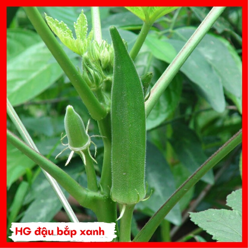 Hạt giống đậu bắp xanh cao sản siêu lùn gói 20g.