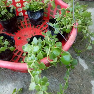 Cây vẩy rồng.2 bầu hình 3