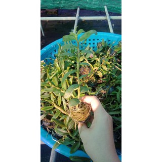 Lan phi điệp giống