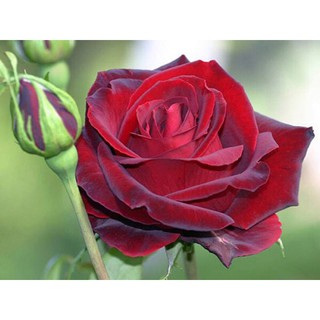 Cây hoa hồng nhung đỏ - 1 chậu