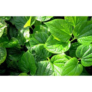 cây lá lốt tươi (10 cây/7k)