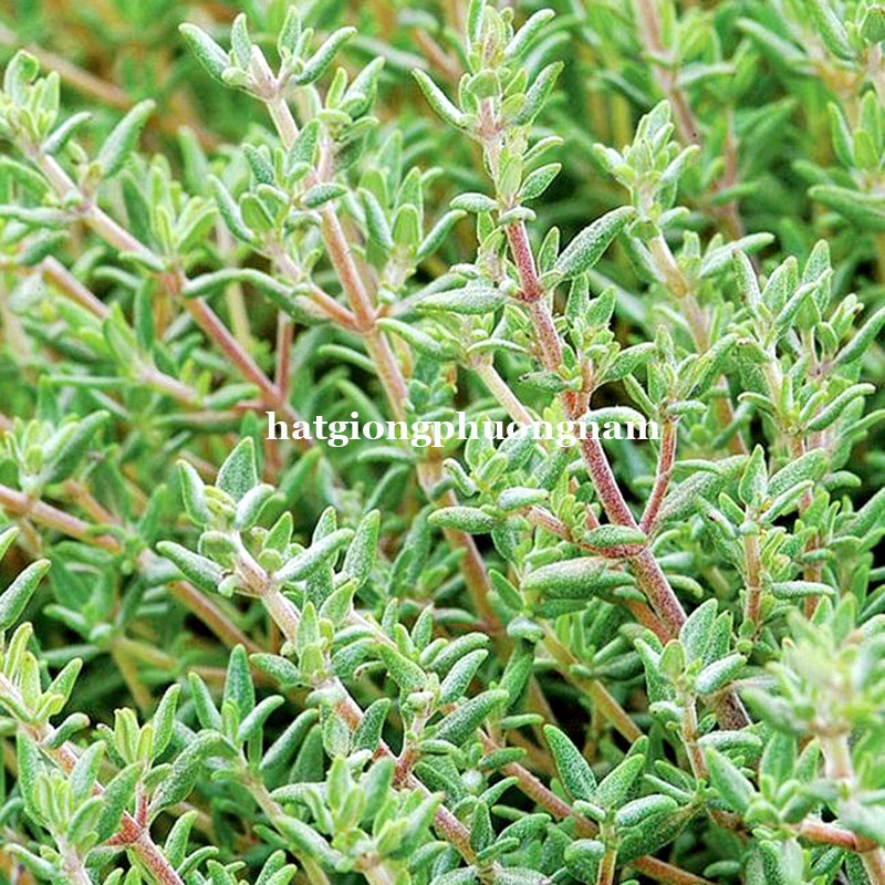 100H - HẠT GIỐNG CỎ XẠ HƯƠNG THYME