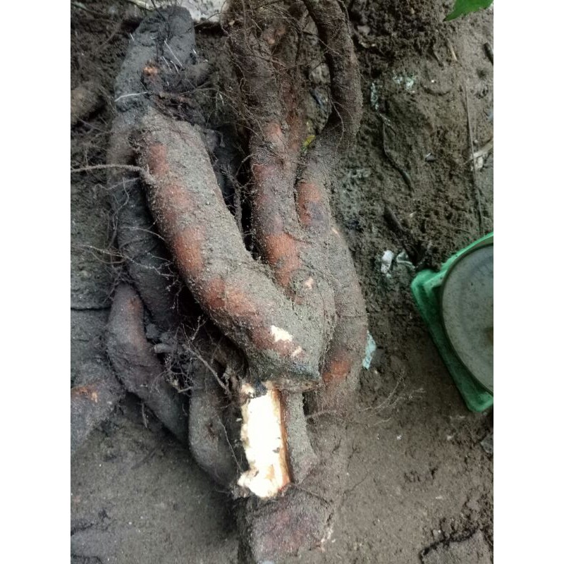 Củ gai tươi an thai 1kg hà nội