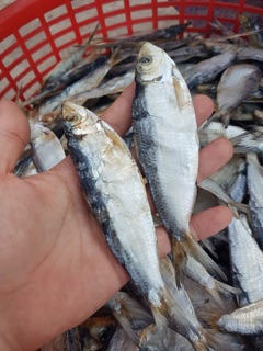 500gr khô cá trích