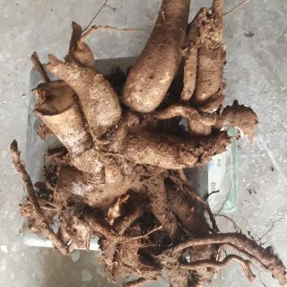 Củ gai an thai cho bà bầu 1.5kg