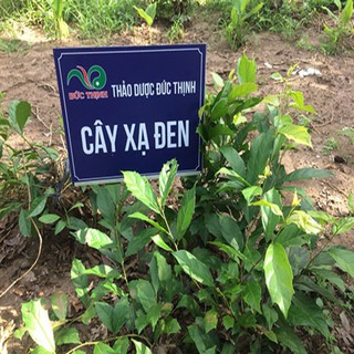 Cây xạ đen - Cây dược liệu - H2O FARM
