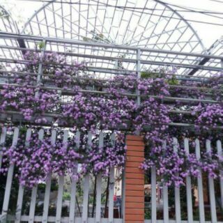 Ngũ sắc tím rủ set 10 bầu giống