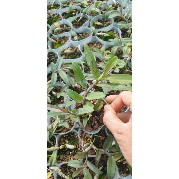 [Rẻ vô địch] giã hạc râu quai nón độc đẹp