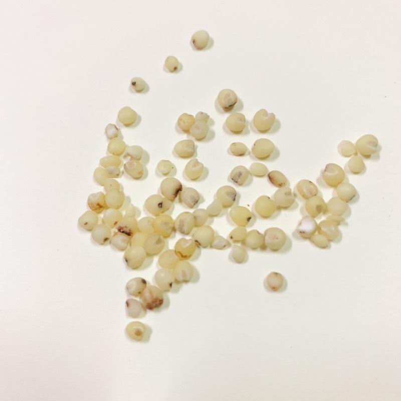 Bo bo - ý dĩ - nấu chè - túi 100 gam