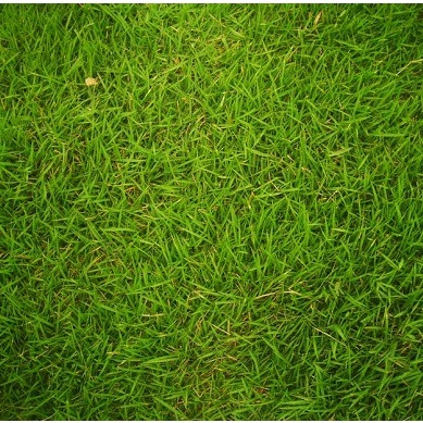 [RẺ VÔ ĐỊCH] 200 Hạt Giống Cỏ Trồng Làm Thảm (Trồng Sân Vườn, sân chơi,sân bóng, sân golf) cực mịn, xanh đẹp