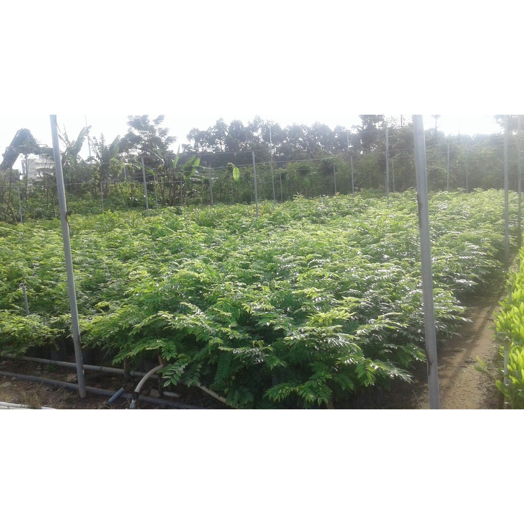 COMBO 5 cây sưa đỏ chiều cao khoảng 60cm