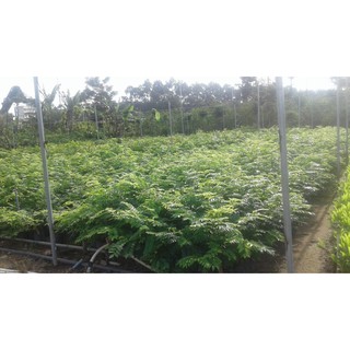 COMBO 5 cây sưa đỏ giống - cao 60cm