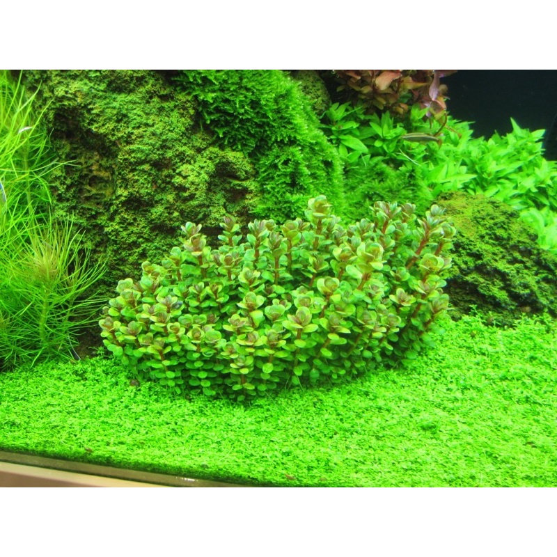 Vảy Ốc Ấn Độ lá nước - 25k/ 25ngọn