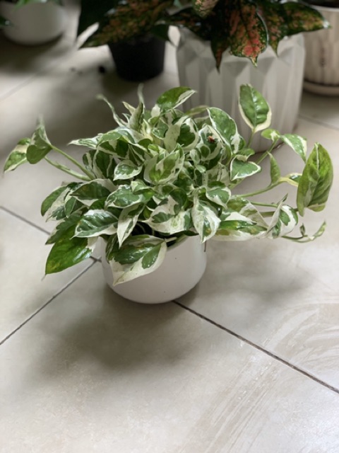 Cây trầu bà cẩm thạch