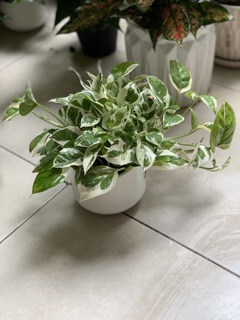 Cây trầu bà cẩm thạch