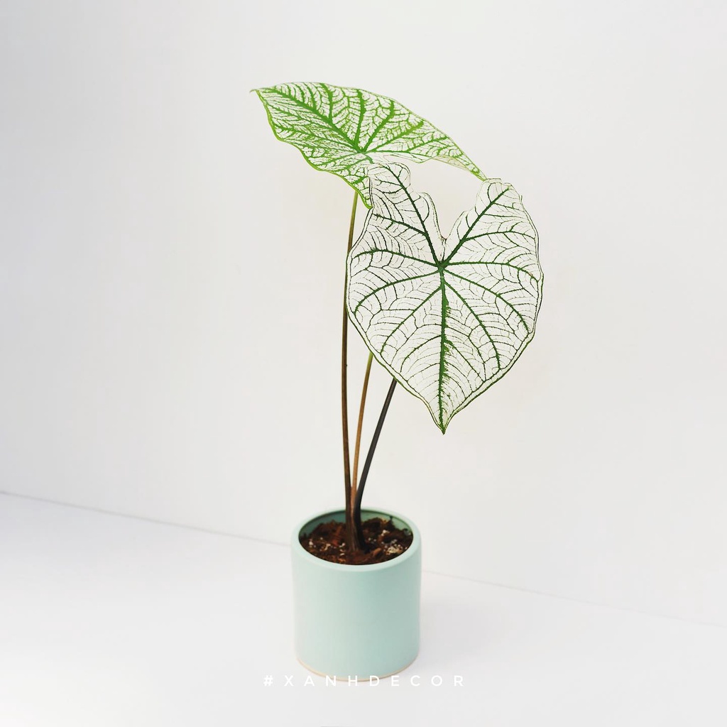 Cây Caladium White Christmas