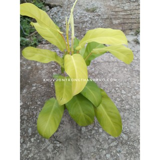 Cây trầu bà vàng lá dài