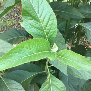 Lá mật gấu khô 🌿
