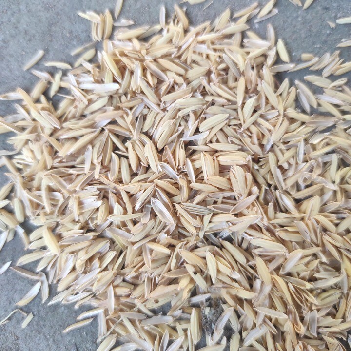 1 bịch 1kg chấu sống trồng cây đã sử lý và sàng lọc