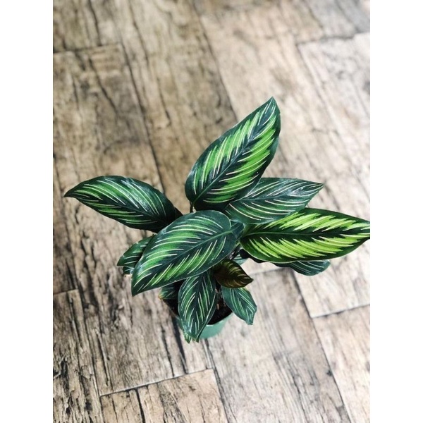 Calathea Beauty Star - Đuôi công sọc xanh tuyệt đẹp