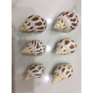 VỎ ỐC TRANG TRÍ CHO PET