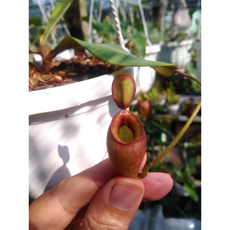 nắp ấm mini siêu dễ thương