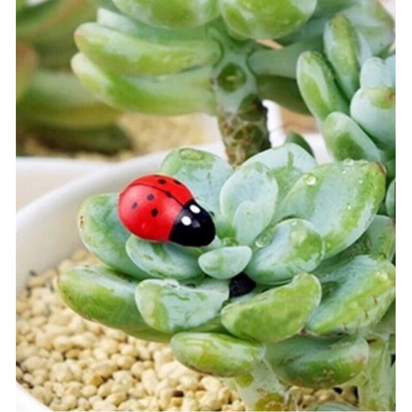 ❤❤Bọ Rùa Gỗ Dễ Thương❤❤ Phụ Kiện Trang Trí Tiểu Cảnh Sen Đá, Terrarium, Decord Mô Hình