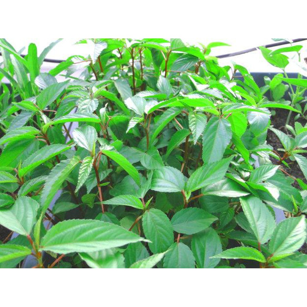 Hạt giống rau đay đỏ dễ trồng