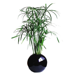 cây giống thủy trúc
