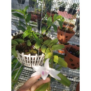 Lan Phi Điệp 🍀FREESHIP🍀 Hồng Yên Thủy [ Ươm Kie ]