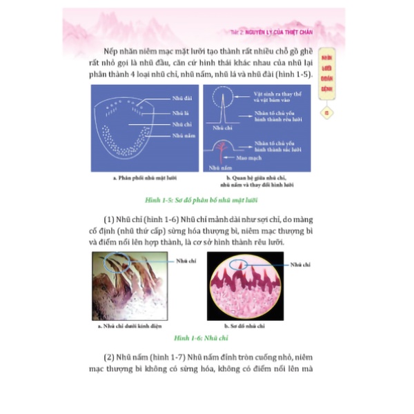 Sách - Đông y thiệt chuẩn(bìa mềm)