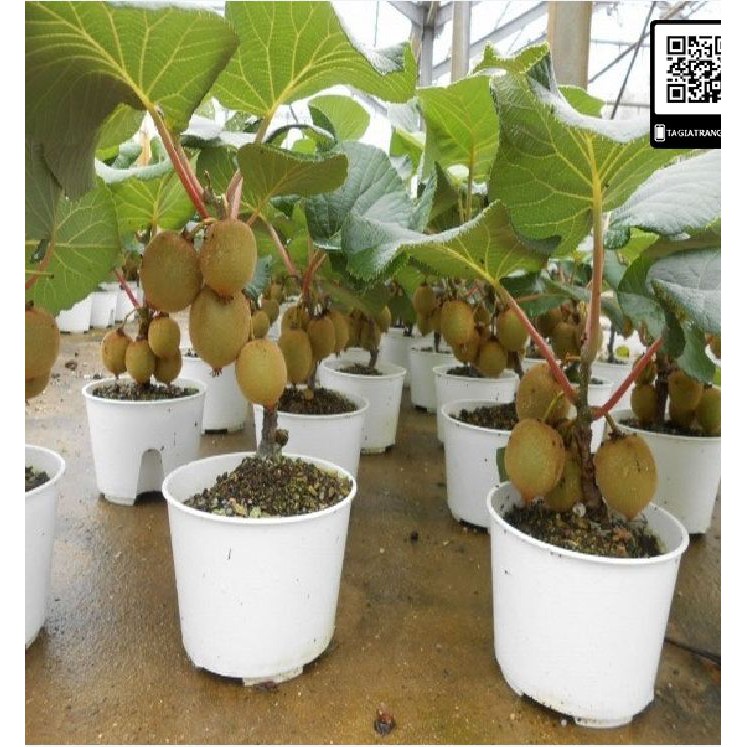 Hạt giống cây ăn trái kiwi 30 hạt_