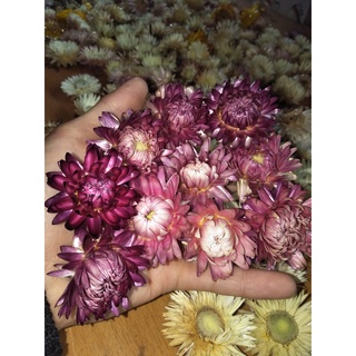 10 Hoa Bất tử khô vĩnh cửu, chọn màu