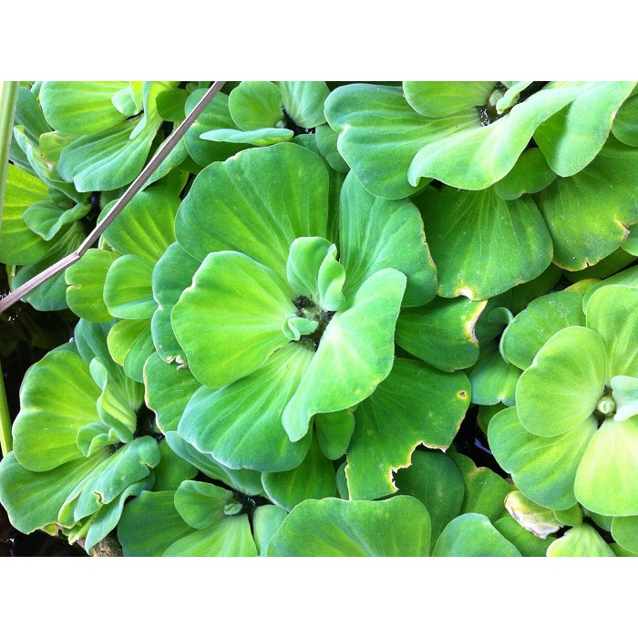 Cây Bèo Tai Tượng