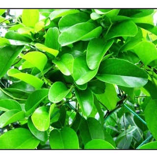 Hạt giống sương sâm trơn